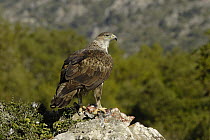 Bonelli's Eagle (Hieraaetus fasciatus), Cadiz, Spain