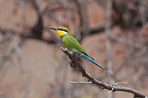 Swallow-tailed Bee-eater (Merops hirundineus), Orupembe, Namibia