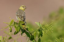 Masked-Weaver (Ploceus velatus) female, Kunene, Namibia