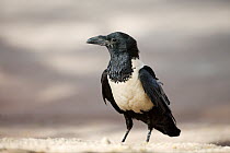Pied Crow (Corvus albus), Cape Fria, Namibia