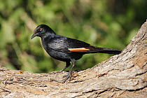 Pale-winged Starling (Onychognathus nabouroup), Namibia