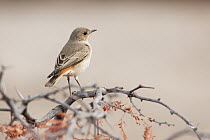 Familiar Chat (Cercomela familiaris), Namibia