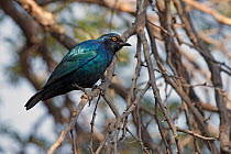 Red-shouldered Glossy-Starling (Lamprotornis nitens), Namibia
