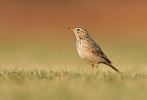 African Pipit (Anthus cinnamomeus), Outjo, Namibia