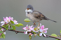 Common Whitethroat (Sylvia communis) singing male, France