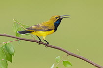 Olive-backed Sunbird (Cinnyris jugularis) singing male, Queensland, Australia