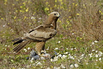 Booted Eagle (Hieraaetus pennatus) with prey, Seville, Spain
