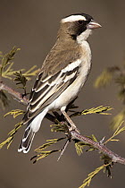 White-browed Sparrow-Weaver (Plocepasser mahali), Spitzkoppe, Namibia