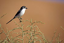 Common Fiscal (Lanius collaris), Namib-Naukluft National Park, Namibia