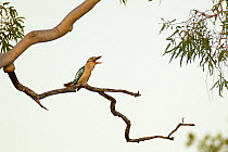 Blue-winged Kookaburra (Dacelo leachii) calling, Queensland, Australia