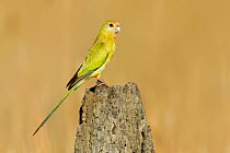 Golden-shouldered Parrot (Psephotus chrysopterygius), Queensland, Australia