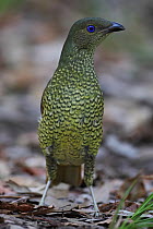 Satin Bowerbird (Ptilonorhynchus violaceus), New South Wales, Australia