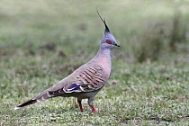 Crested Pigeon (Ocyphaps lophotes), New South Wales, Australia