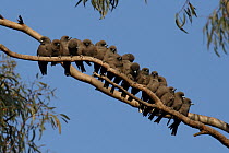 Dusky Wood Swallow (Artamus cyanopterus) group on branch, Australia
