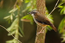 Ashy Robin (Heteromyias albispecularis), Queensland, Australia