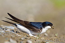 Common House Martin (Delichon urbicum) carrying insect prey, Baden-Wurttemberg, Germany