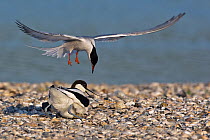 Pied Avocet (Recurvirostra avosetta) aggressing a Common Tern (Sterna hirundo), Texel, Netherlands