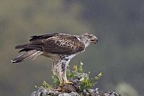 Bonelli's Eagle (Hieraaetus fasciatus), Portugal