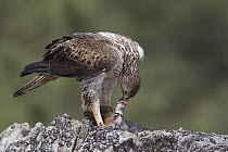 Bonelli's Eagle (Hieraaetus fasciatus) eating prey, Portugal