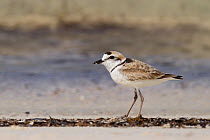 Malaysian Plover (Charadrius peronii), Cuyo Islands, Philippines
