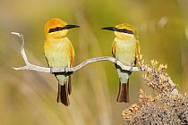Rainbow Bee-eater (Merops ornatus) perched pair, Australia