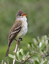 Willow Flycatcher (Empidonax traillii), Saskatchewan, Canada