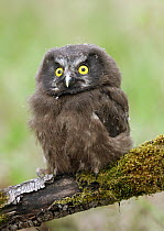 Boreal Owl (Aegolius funereus) chick, Saskatchewan, Canada