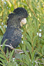 Red-tailed Black-Cockatoo (Calyptorhynchus banksii), Australia