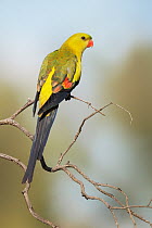 Regent Parrot (Polytelis anthopeplus) male, Victoria, Australia