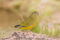 Rock Parrot (Neophema petrophila), Australia