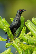 Asian Glossy Starling (Aplonis panayensis), Australia