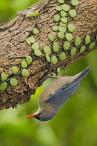 Velvet-fronted Nuthatch (Sitta frontalis), Hong Kong, China