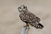 Short-eared Owl (Asio flammeus), British Columbia, Canada