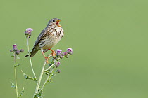 Corn Bunting (Emberiza calandra) singing, Merseyside, United Kingdom