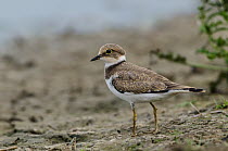 Little Ringed Plover (Charadrius dubius), Schleswig-Holstein, Germany