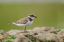 Little Ringed Plover (Charadrius dubius), Schleswig-Holstein, Germany