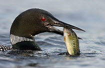 Common Loon (Gavia immer) carrying bass prey, Michigan