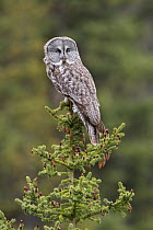 Great Gray Owl (Strix nebulosa), British Columbia, Canada