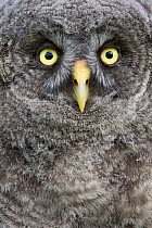 Great Gray Owl (Strix nebulosa) chick, British Columbia, Canada