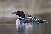 Common Loon (Gavia immer) carrying chick on back, British Columbia, Canada