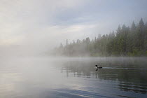 Common Loon (Gavia immer) on lake, British Columbia, Canada
