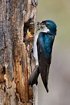 Tree Swallow (Tachycineta bicolor) feeding insects to chick at nest hole, British Columbia, Canada