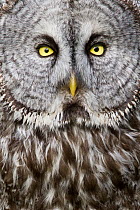 Great Gray Owl (Strix nebulosa), British Columbia, Canada