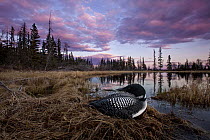 Common Loon (Gavia immer) on nest in bog, British Columbia, Canada