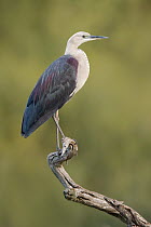 Pacific Heron (Ardea pacifica), Australia