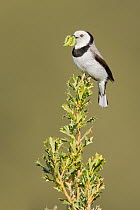 White-fronted Chat (Epthianura albifrons) male carrying caterpillar food, Australia