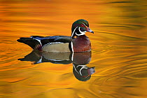 Wood Duck (Aix sponsa) male, Ohio
