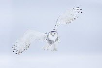 Snowy Owl (Nyctea scandiaca), Iowa