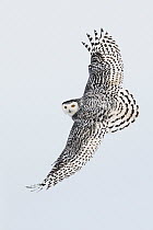 Snowy Owl (Nyctea scandiaca) flying, Ontario, Canada