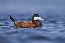 Ruddy Duck (Oxyura jamaicensis) male, Montana